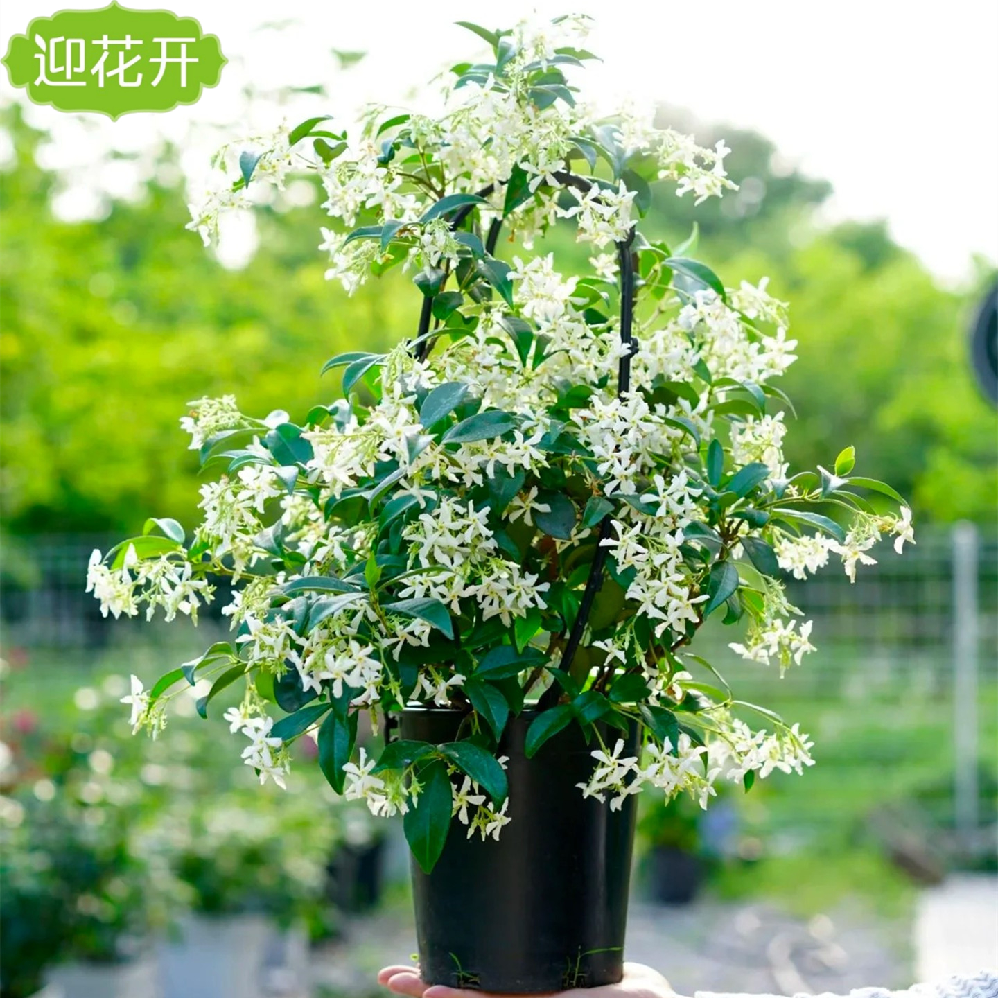 庭院绿化芳香攀援花卉风车茉莉花