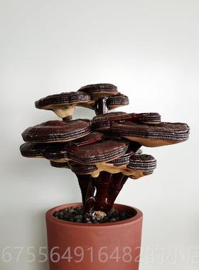 正品物清芝芝茶道研究灵装饰茶宠紫灵芝红灵芝草冻文字游戏果干灵