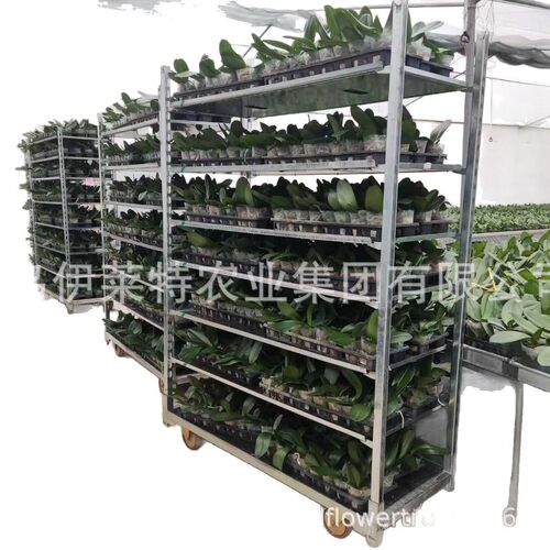 厂家直销镀锌荷兰花车，育苗车可移动，催芽车运输台车，花卉育苗