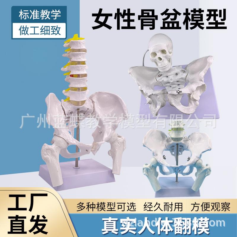 女性骨盆模型自然大骨盆关节骶骨耻骨结构造妇产科展示教学医学