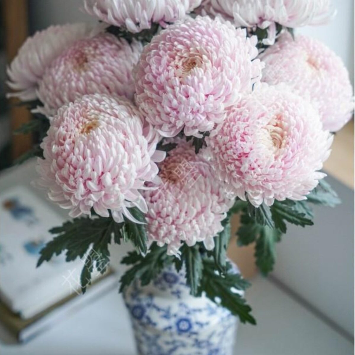 牡丹菊鲜花牡丹菊青花瓷牡丹菊花瓶插花浅粉色鲜花真花餐桌面插花