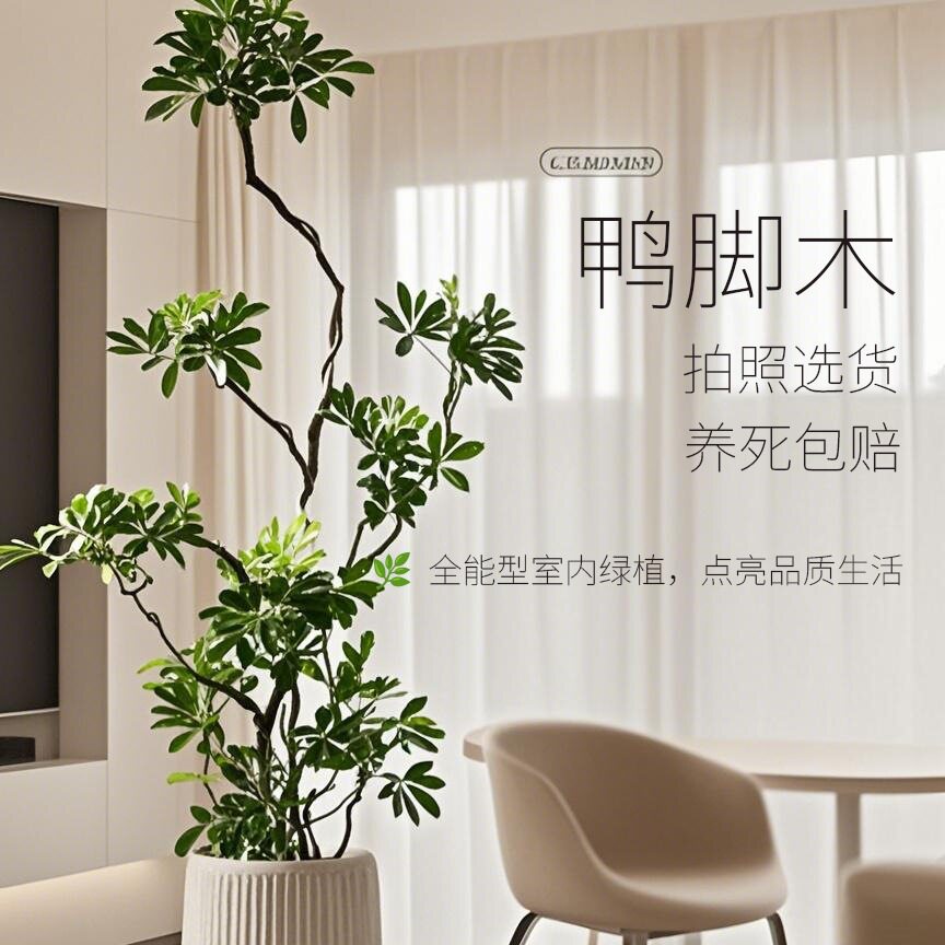 造型鸭脚木客厅大盆栽鸭掌木鹅掌柴室内落地式大型四季常青绿植物