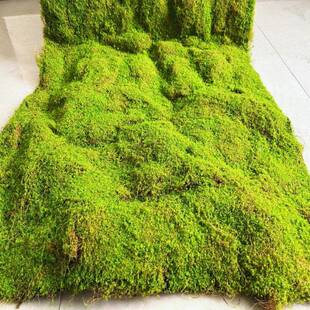 仿真藓LHB植苔绒绿苔草色假藓青苔微景观盆景装饰材料坪草皮装饰