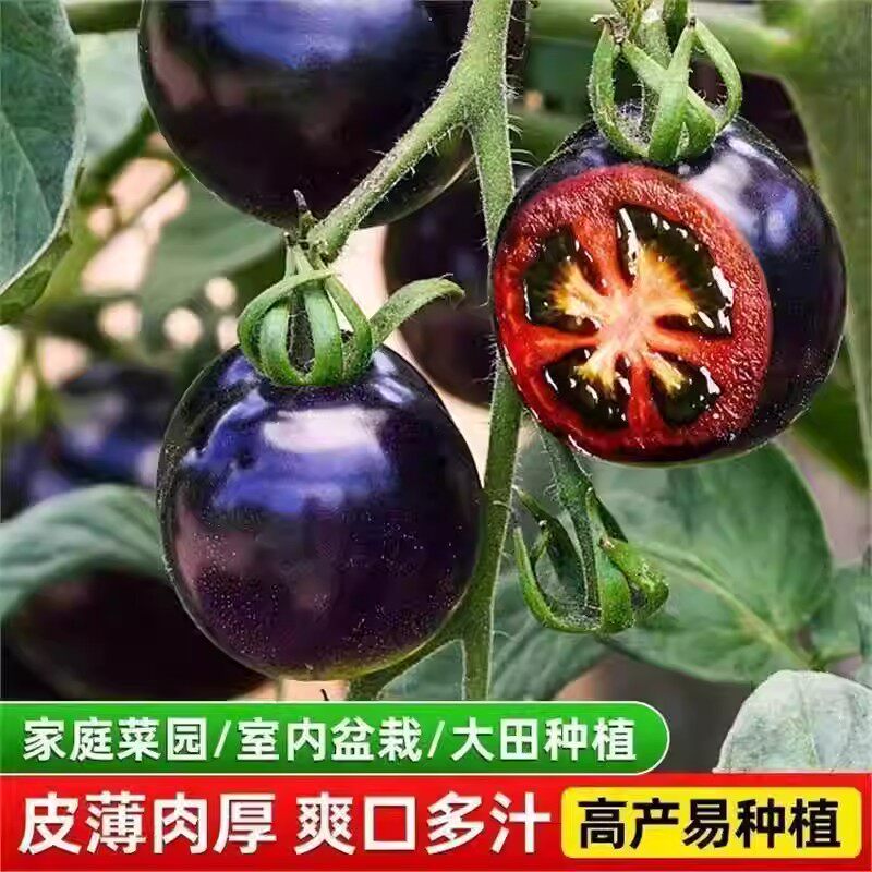 【下单立减50】【黑番茄苗】蓝莓黑番茄苗适合阳台小院种植_JK