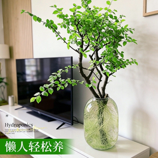 【下单立减50】鲜切枝室内水培绿植好养活赏叶赏枝茶室摆件_JK