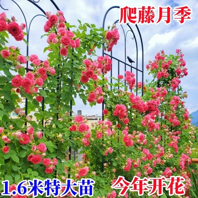 1.6米爬藤月季藤本月季花苗带花苞发货当年开花蔷薇花苗四季开花