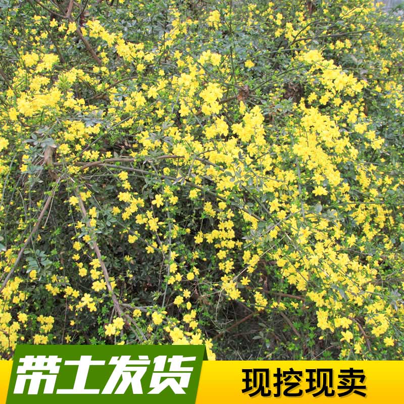 云南黄鑫垂吊植物迎春花花苗当年开花道路河边绿化植物