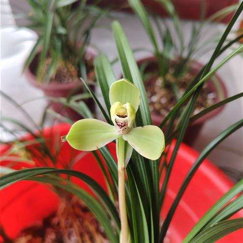 春兰老八种宋梅瓣兰花幽香冬春季带花苞室内阳台喜阴花卉盆栽