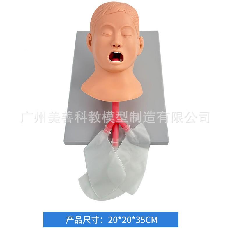 儿童气插幼管模型妇护理理护模型701妇幼技能管训练模型15/3