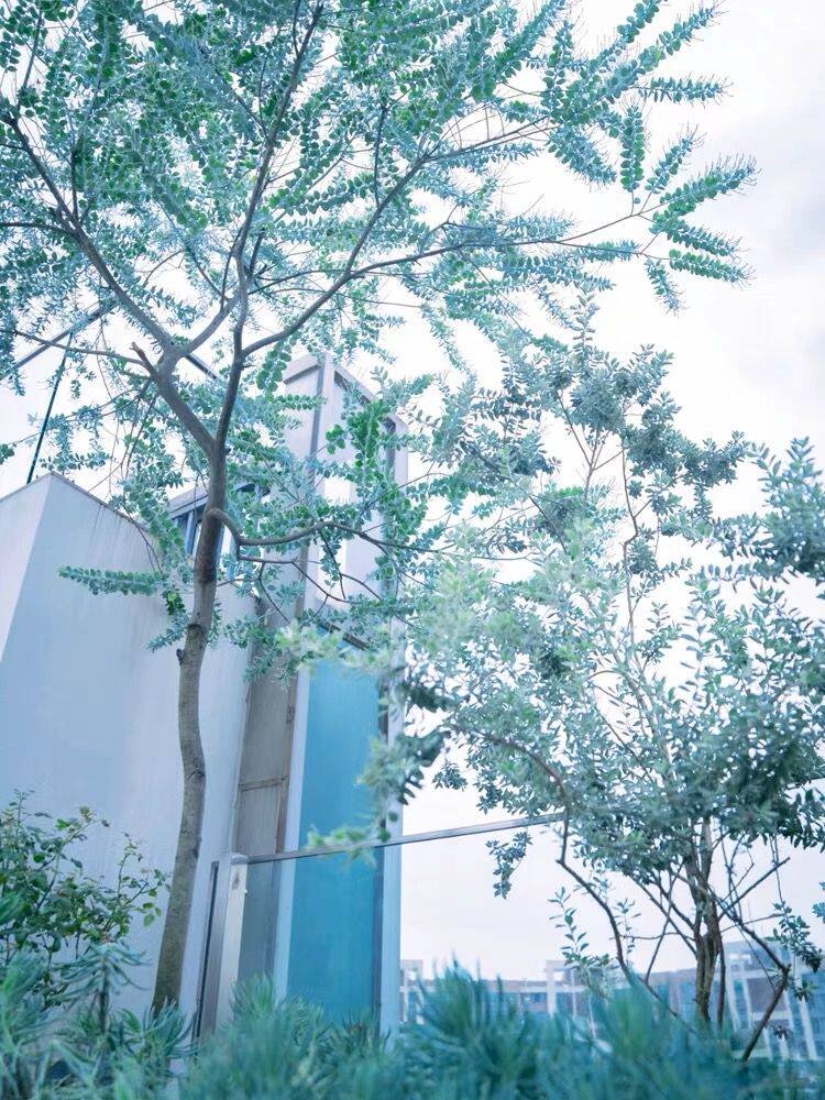 银叶金合欢庭院盆栽园林绿化耐寒别墅风净化空气吸甲醛室内天花板