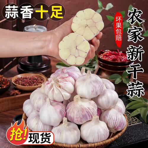 河南大蒜今年紫白皮干蒜可做种子