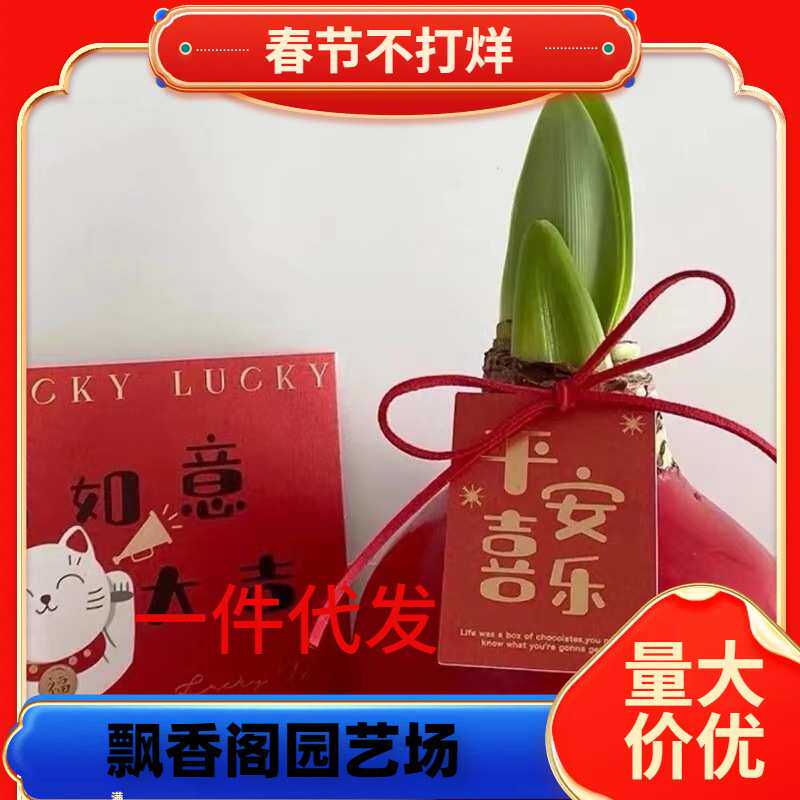一件代发进口荷兰封蜡朱顶红蜡球居家办公趣味花环送朋友懒人鲜花