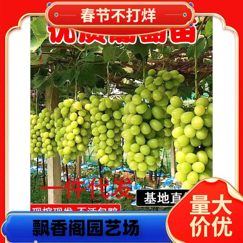 一件代发阳光玫瑰葡萄树苖无籽蓝宝石巨峰葡萄盆栽地栽种植庭院老