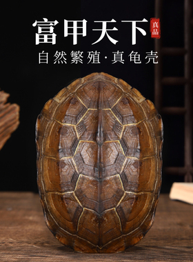 天然乌龟壳真龟甲文玩六爻摇卦工具乾隆铜钱算挂手把件摆件