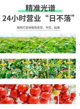 灯led植XCS物生长全光谱白色种灯植室内苗水草蔬菜补育光灯KJ