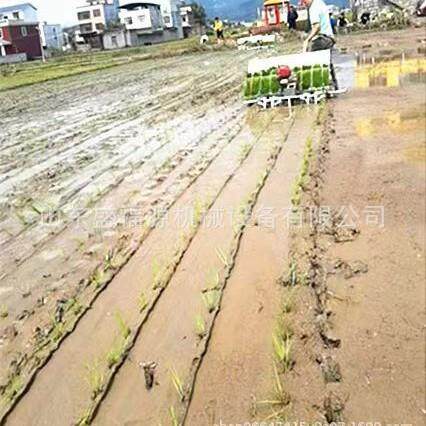 柴4机油水稻式插秧机农田行6行种KFS植播种插大米的秧机