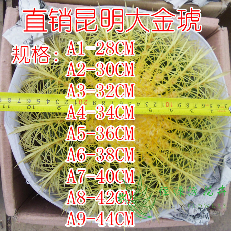 【基地直供】小盆栽仙人球室内植物 居家花卉盆栽 金琥