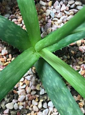 南京直机销黄水磨石36030砾石黄色洗石透水路面胶粘石制水石子