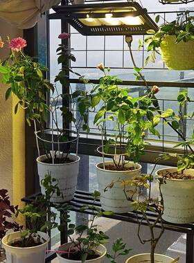 月季补QYR光灯光植物灯室内家用多肉大生棚蔬花菜卉火龙果植物长