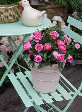 虹越嘉伯号WIU瑞花盆30料3花盆绣球花盆大塑号加厚用大口径仿陶耐