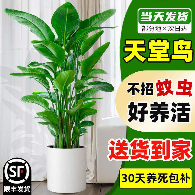 天堂鸟绿植盆栽室内大型真树客厅大叶植物办公室鹤望兰去甲醛花卉
