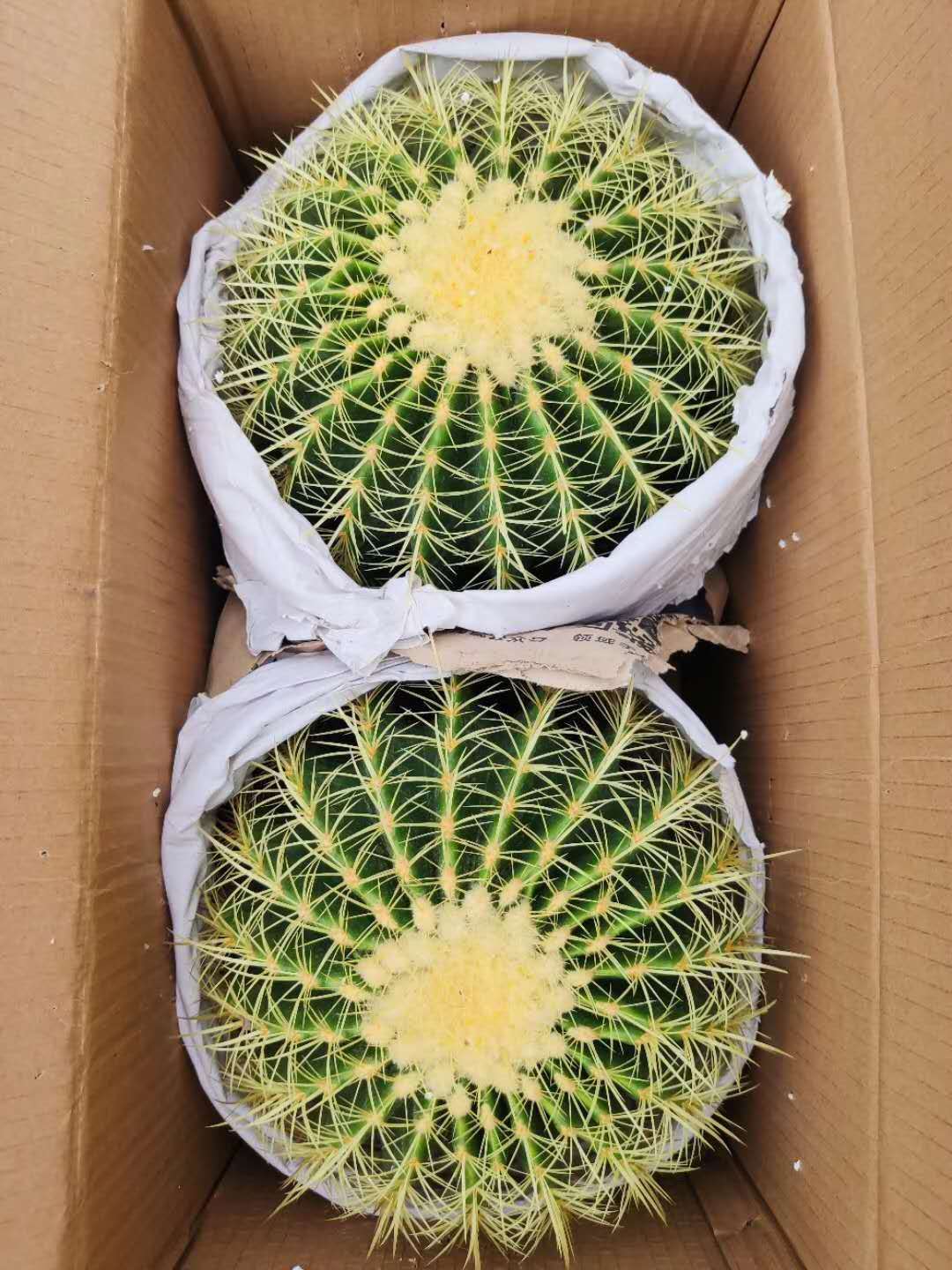 基地直销仙人球多肉植物盆栽居家花卉绿植盆栽金琥