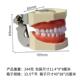 牙科模型口985腔习教学2模型8颗备练模型全口可牙拆卸牙齿模型