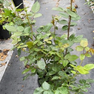 伯纳黛特拉芳特中苗扦插浓香大花月季勤花抗病耐寒庭院绿植盆栽