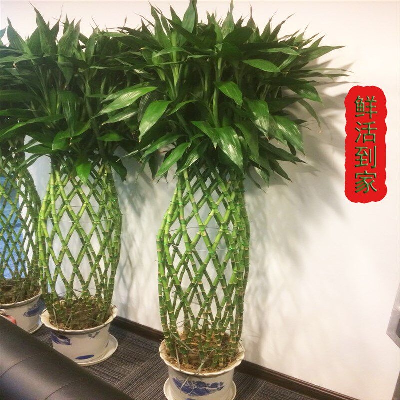 富贵竹笼大型绿植盆栽树转运竹编制室内酒店大厅开业乔迁送礼包邮
