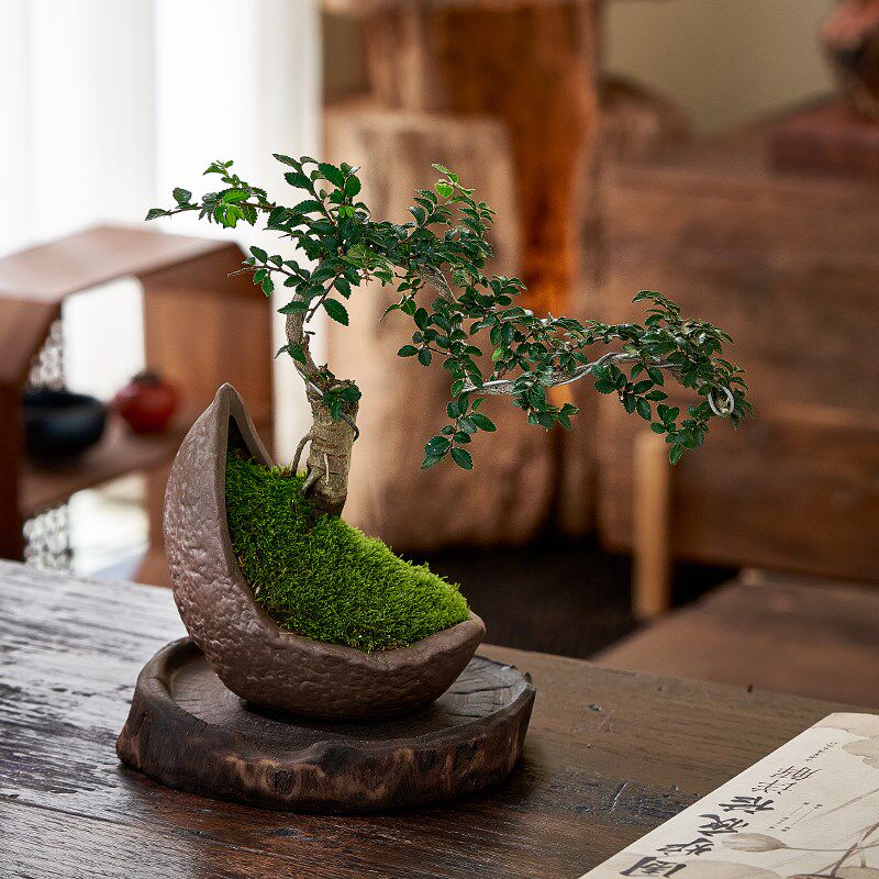 榆树小老桩盆景悬崖造型盆栽室内办公室微型绿植茶室禅意好养植物