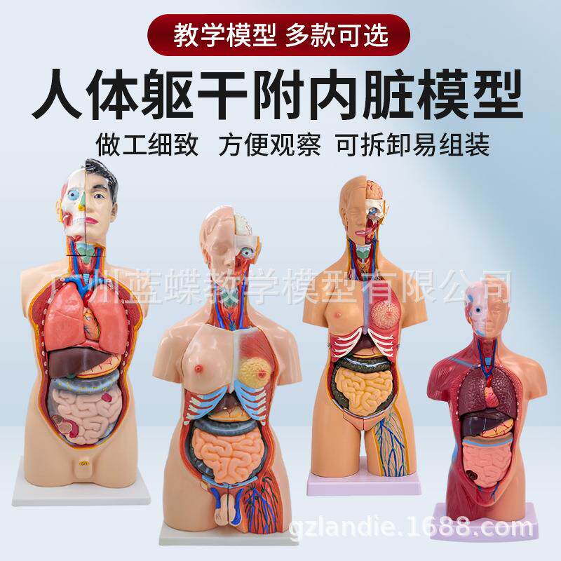 教学医学内脏器官心脏系统结构躯干 人体解剖模型益智器官可拆卸
