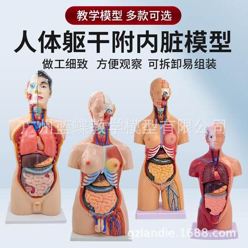 教学医学内脏器官心脏系统结构躯干 人体解剖模型益智器官可拆卸