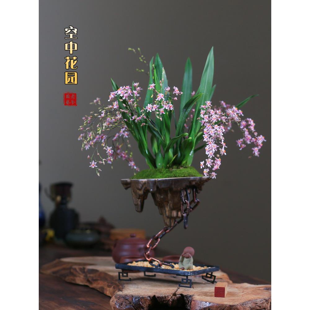 文心兰室内花会梦香兰办公室绿植盆景球型植物兰花盆栽花卉室内花