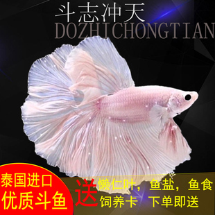 泰国斗鱼苗观赏鱼活体鱼好养耐活小型热带淡水鱼半月母一对观赏鱼