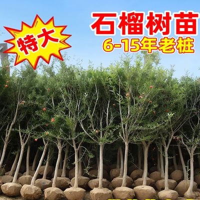 特大石榴树树苗突尼斯软籽