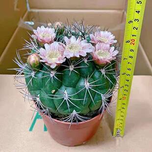 仙人球居多GCH肉物盆花卉绿植植家植物栽新天地