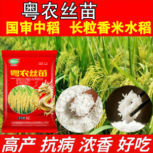 粤农丝苗2026新审定长粒香米水稻种子国标特级米质正品原装抗倒伏