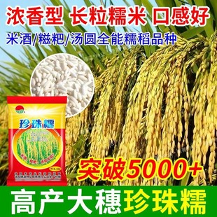 珍珠糯米稻谷种子长粒米高产水稻种子国标好吃超高产抗倒伏耐高温