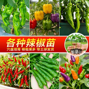 各种辣椒秧苗樟树港辣椒苗薄皮青椒海椒秧苗高产四季蔬菜苗大全