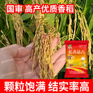 亿香晶占稻种国审浓香稻以及香长粒香米谷种水稻种子优质高产常规