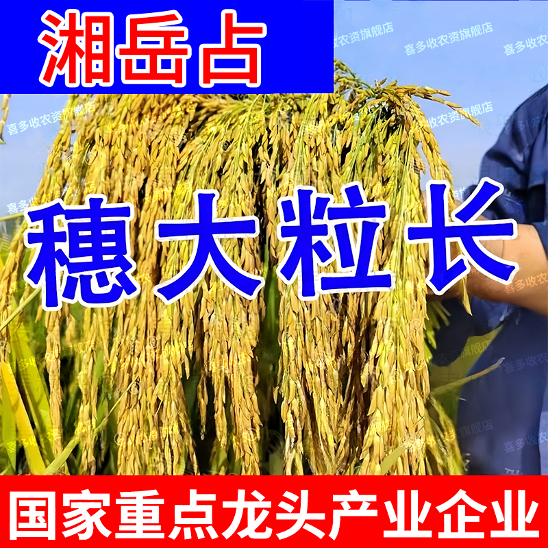 穗大粒长 选育新种