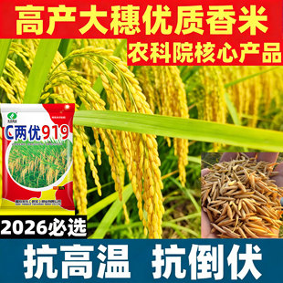 c两优919稻种国审浓香稻杂交长粒香米谷种水稻种子优质高产抗倒病