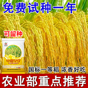 中嘉早17早稻水稻种子常规谷种高产原装优质香稻可旱播种直播移栽