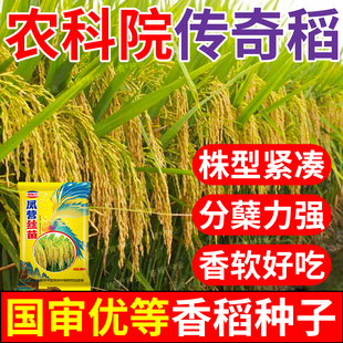 凤营丝苗高产水稻种子国标长粒米好吃超高产稻谷种子抗倒伏耐高温