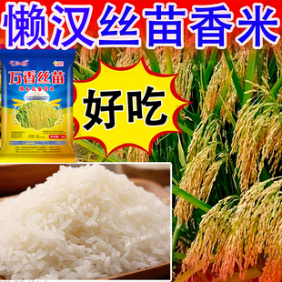 万香丝苗水稻种子高产长粒米好吃超高产稻谷种子抗倒伏耐高温国标