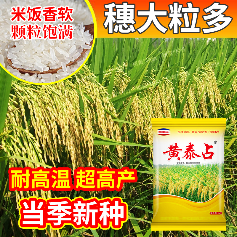 高档香稻 新品种 浓香好吃