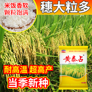黄泰占高产水稻种子国标长粒米好吃超高产稻谷种子抗倒伏耐高温