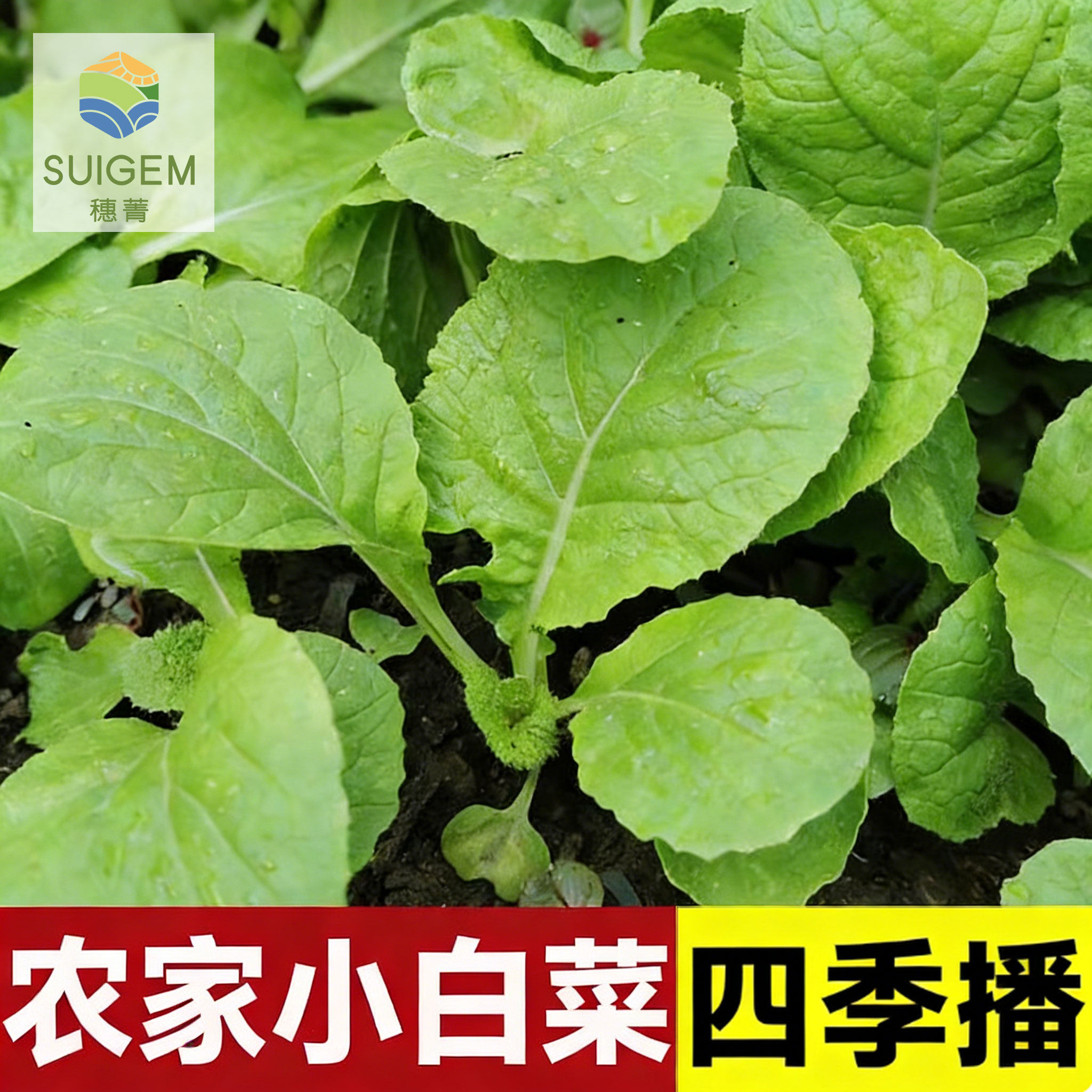 小白菜种子种籽夏季阳台种菜盆栽蔬菜芽苗菜四季青菜秋季孑菜子种