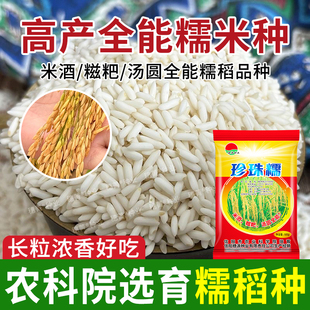 珍珠糯米稻谷种子长粒米高产水稻种子国标好吃超高产抗倒伏耐高温