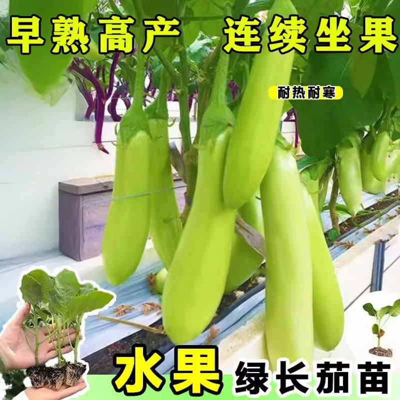 四季生吃水果绿长茄苗秧带土球青皮白皮紫黑皮茄子种子阳台盆栽,鲜花速递/花卉仿真/绿植园艺,种苗/半成品盆栽,淘宝优惠券,粉丝福利购,淘宝优惠卷